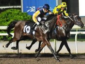 Dynamic Venture (No 10) keeps finding despite a torrid race to gain victory.<br>Photo by Singapore Turf Club